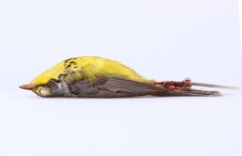 Media type: image;   Ornithology 293751 Description: Wilsonia canadensis;  Aspect: lateral